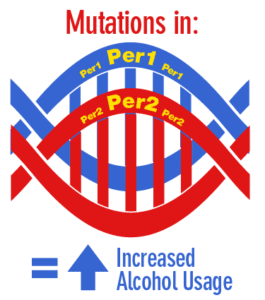 Per1 and Per2