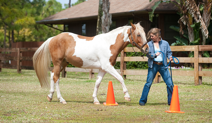 Equine Therapy professional with therapy horse