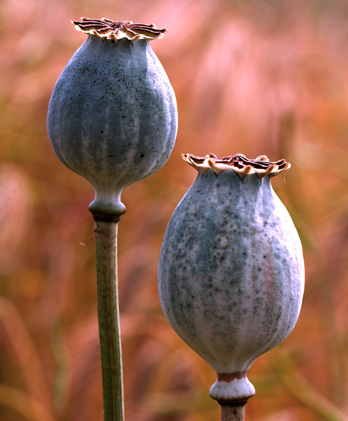 Poppies