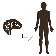 Physiological Therapies 1 Brain Body Physiological Therapies